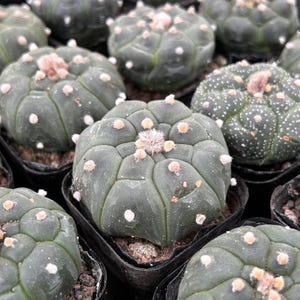 Live Cactus-Rare Cactus-Cactus guijia