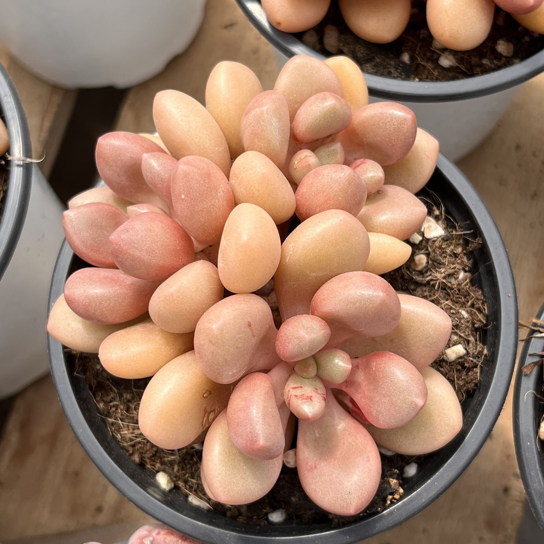 ライブ多肉植物 - レアな多肉植物 - グラプトベリア「アバンギャルド