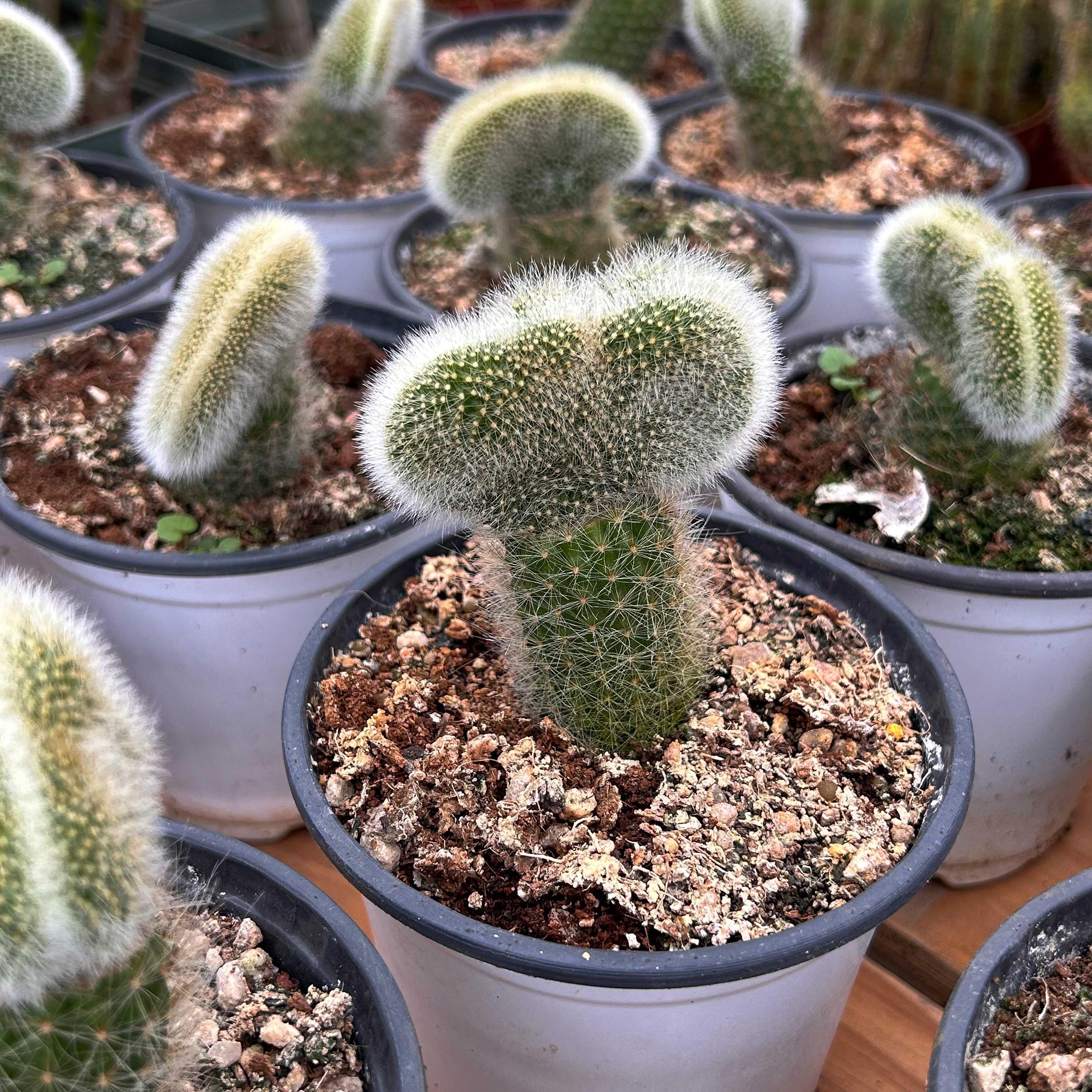 Live Cactus-rare Cactus-nine-tailed Fox Cactus Crested - Etsy