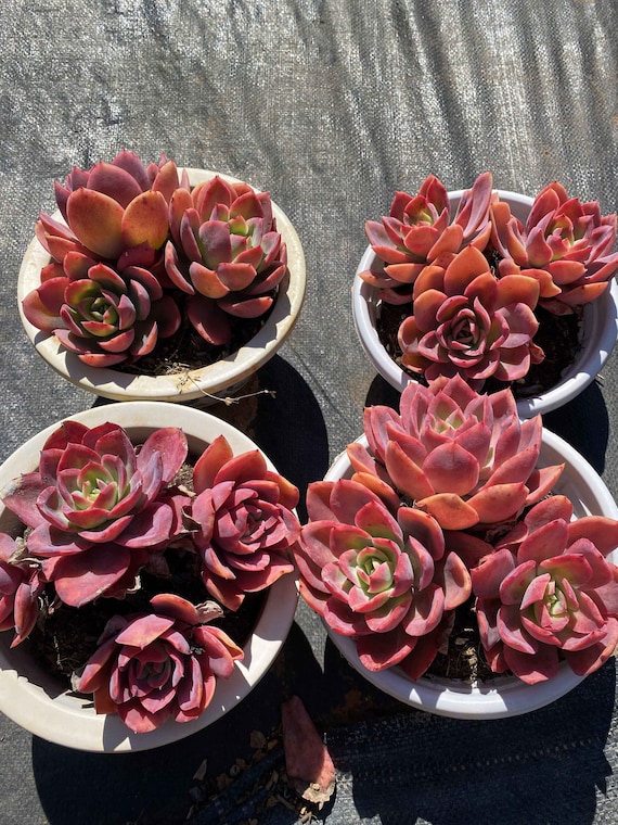 生きた多肉植物 - 珍しい多肉植物 - 赤いエケベリア ルエラ - Etsy 日本