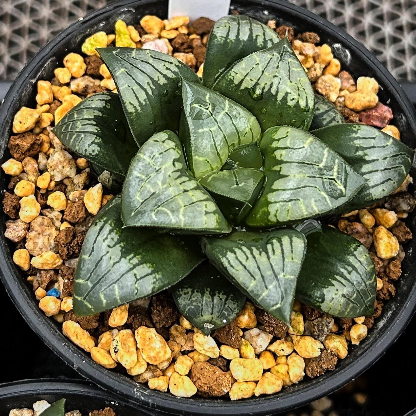 生きた多肉植物 - 珍しい多肉植物 - ハオルチア コンプトニアナ ペイントスキン