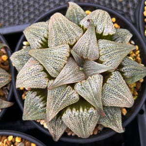 Live Succulents -Rare Succulents -Haworthia Pattaya Aluminum Star