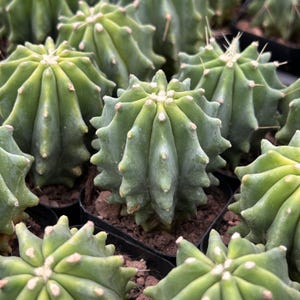 Cacto Vivo-Raro Cacto-Ferocactus Glaucescens