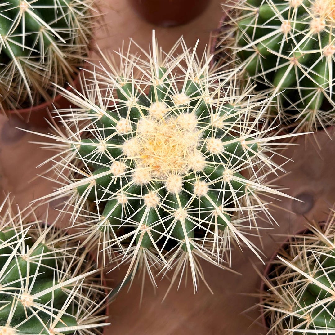 Live Cactus-rare Cactus-echinocactus Grusonii Hildm - Etsy