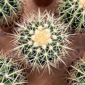 Live Cactus-Rare Cactus-Echinocactus grusonii Hildm