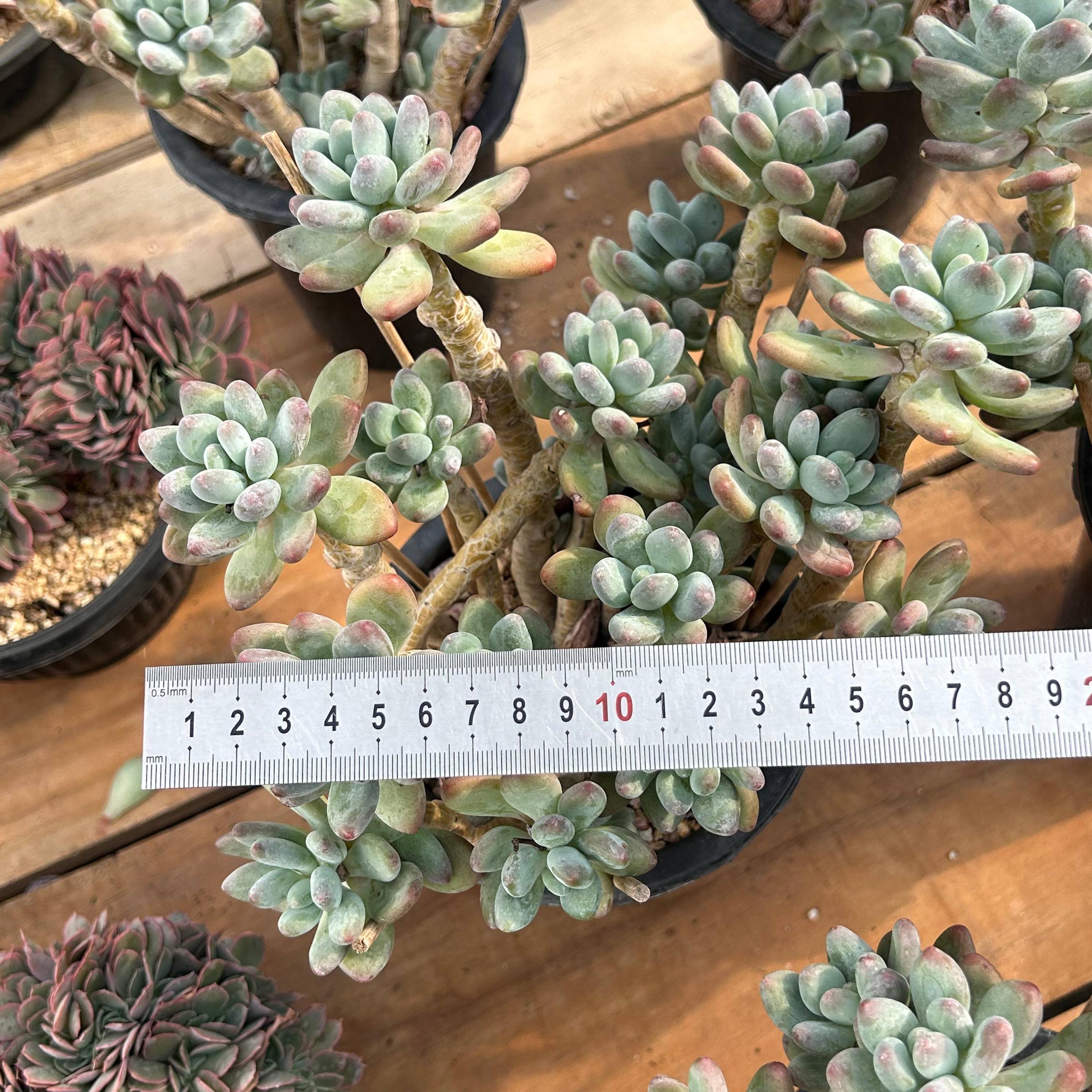 Live Succulents -rare Succulents - Pachyphytum Garciae - Etsy