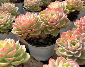生きた多肉植物 - 珍しい多肉植物 - 多頭多肉植物 - セダム・デンドロ