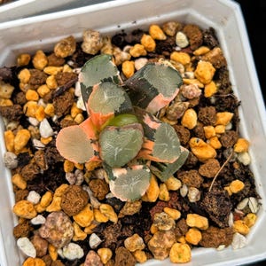 Live Succulents -Rare Succulents -Haworthia maughani green mountain variegated