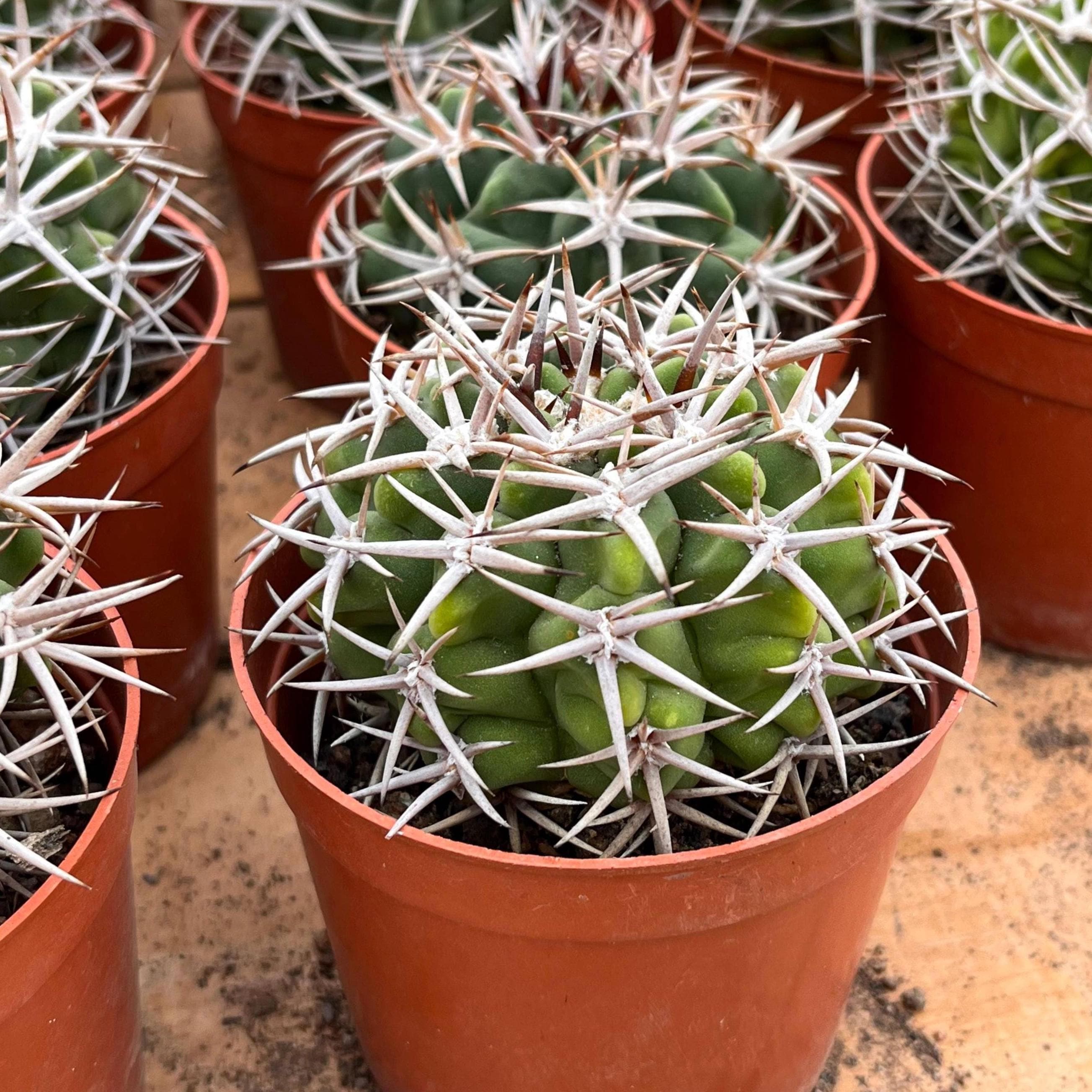 Live Cactus-Rare Cactus-Gymnocalycium ambatoense