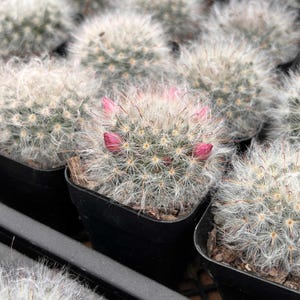 Live Cactus-Rare Cactus-Cactus Baiyun Gaosha