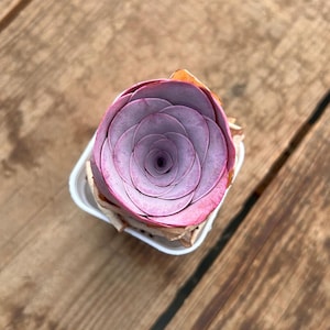 Live Succulents -Rare Succulents -Aeonium Greenovia Pink Mountain Rose, Pink El Hierro