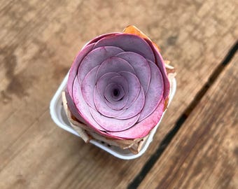 Plantes succulentes vivantes -plantes succulentes rares -Aeonium Greenovia rosier des montagnes rose, rose El Hierro