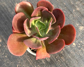 Lebende Sukkulenten -Seltene Sukkulenten -Mehrkopf Sukkulenten - Echeveria Tang Dynastie Rose