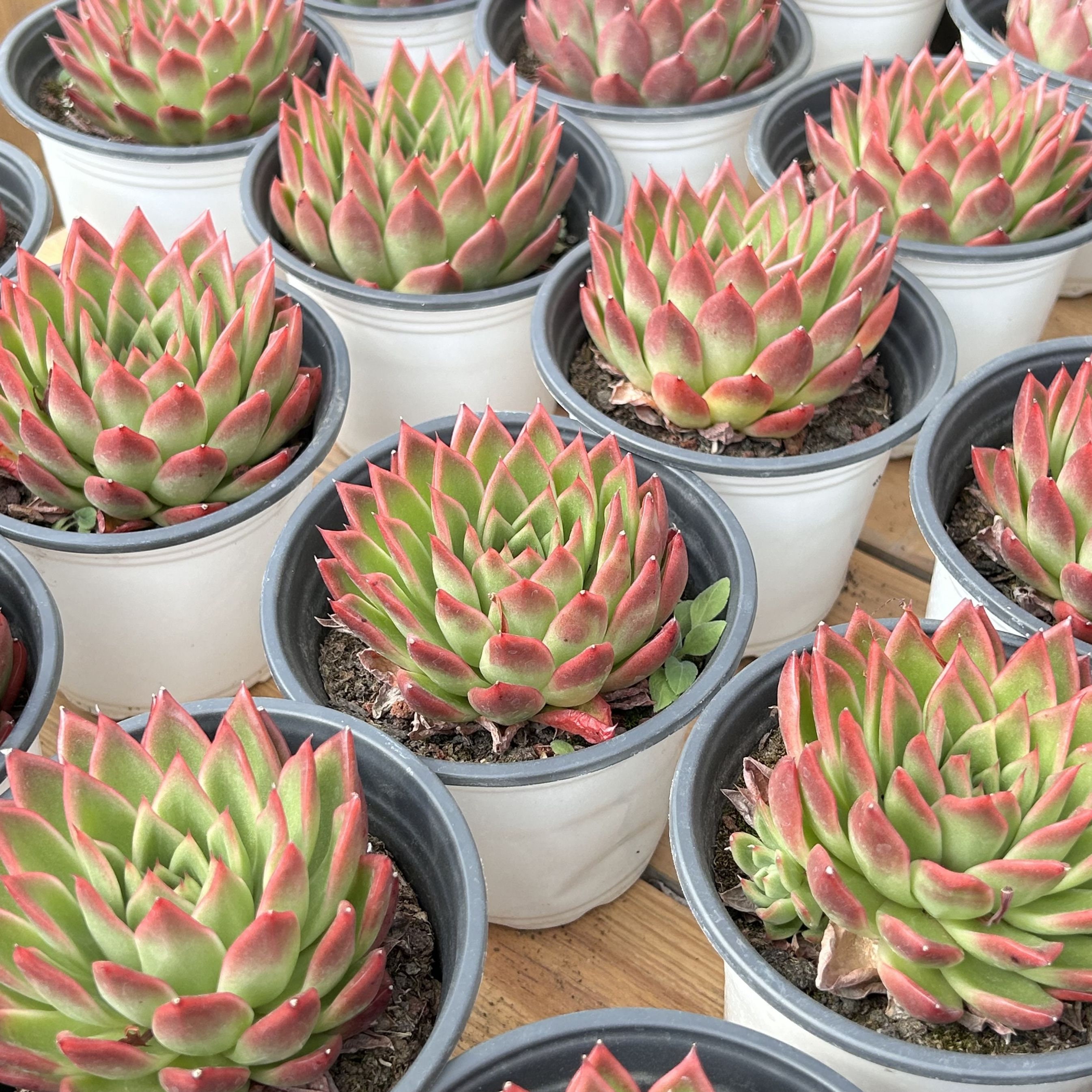 生きた多肉植物 - 珍しい多肉植物 - エケベリア アガボイデス レッド