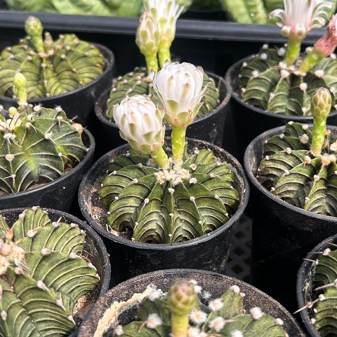 Live Cactus-rare Cactus-rib Peony - Etsy