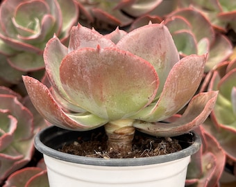 エケベリア「スヨン」、希少な生きた多肉植物 - Etsy 日本