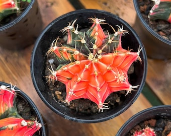 Lebende Kaktus-seltene Kaktus-Gymnocalycium mihanovichii bunt gemischt