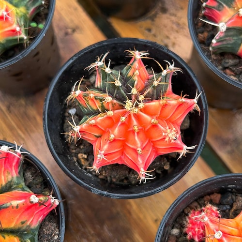 Live Cactus-Rare Cactus-Gymnocalycium mihanovichii variegated
