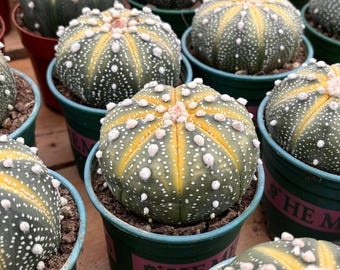 Live Cactus-Rare Cactus-Cactus wangxiang