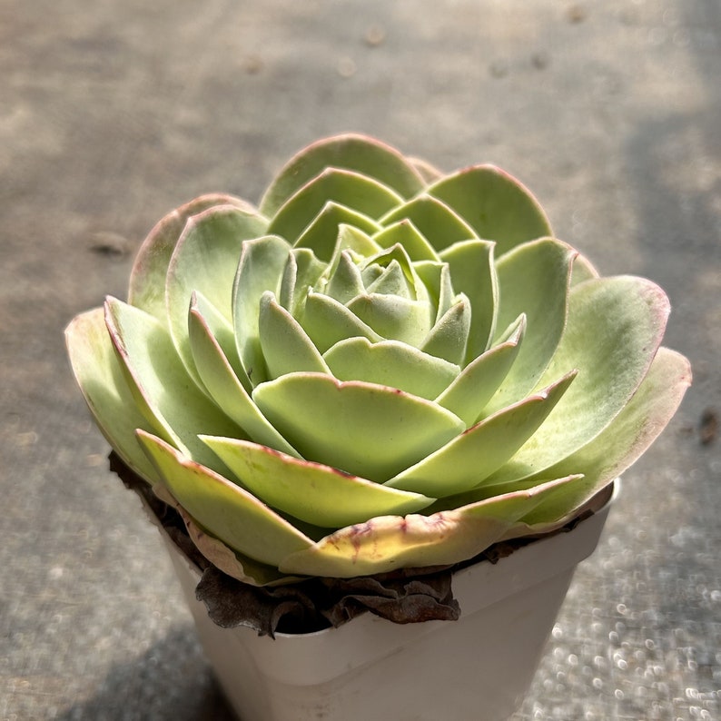 Greenovia Pink Mountain Rose - Thumbnail 3