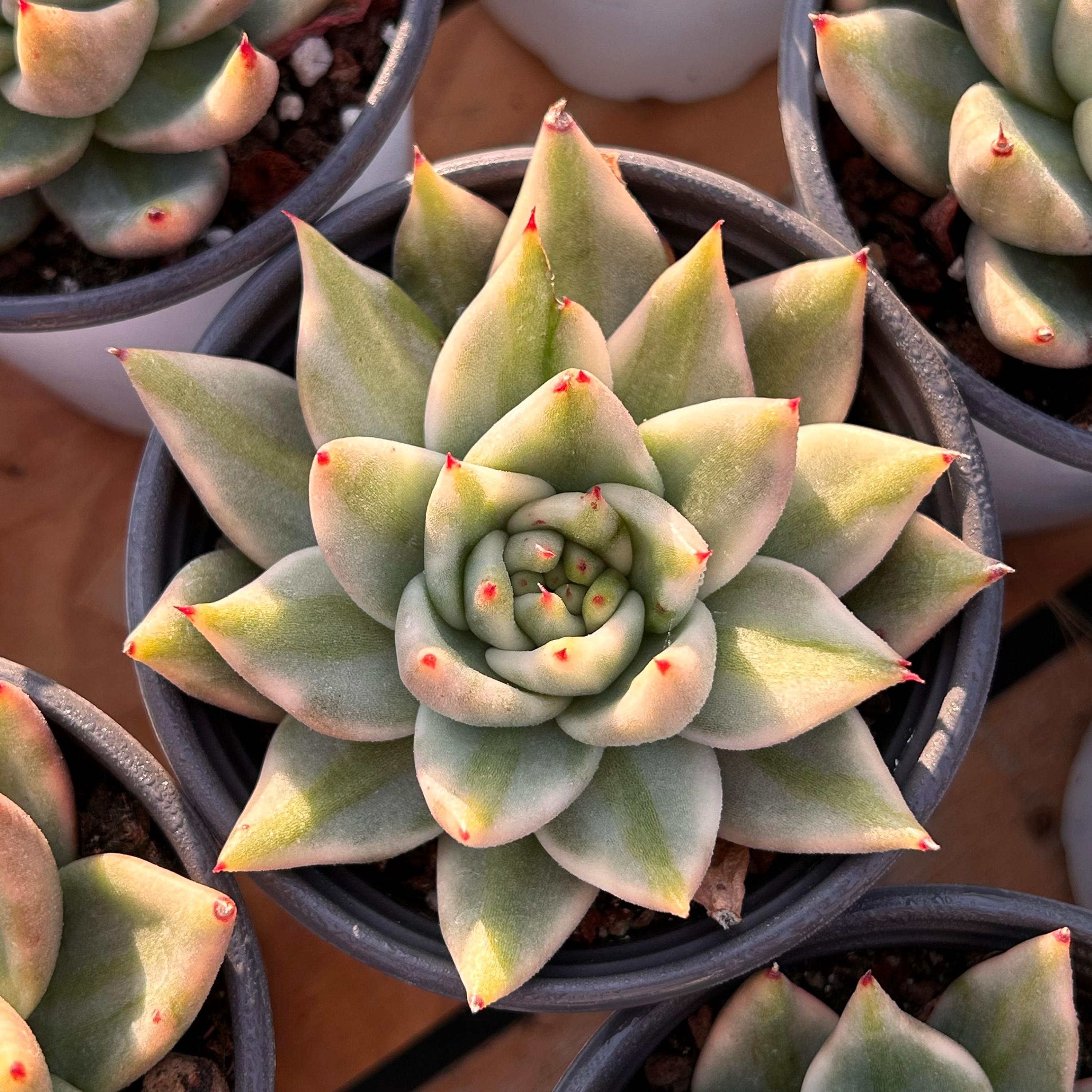 【ケイスケ】echeveria Leather Switiching Live Succulents -rare Succulents -multihead Succulents -echeveria