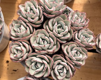 Atlantis For Sale Sedum Takesimense 'Atlantis' Variegated Succulent Plant -  Live Plant From Succulents Depot Solenostemon Scutellarioides