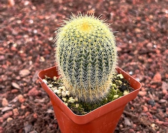 Echinocactus Ingens Live Plant | Unique Cactus for Sale | Indoor