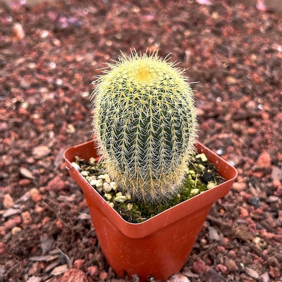 dünger für liguster Bio-Liguster-Dünger kaufen