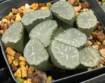 Suculentas vivas - Suculentas raras - Haworthia Maughanii Lens