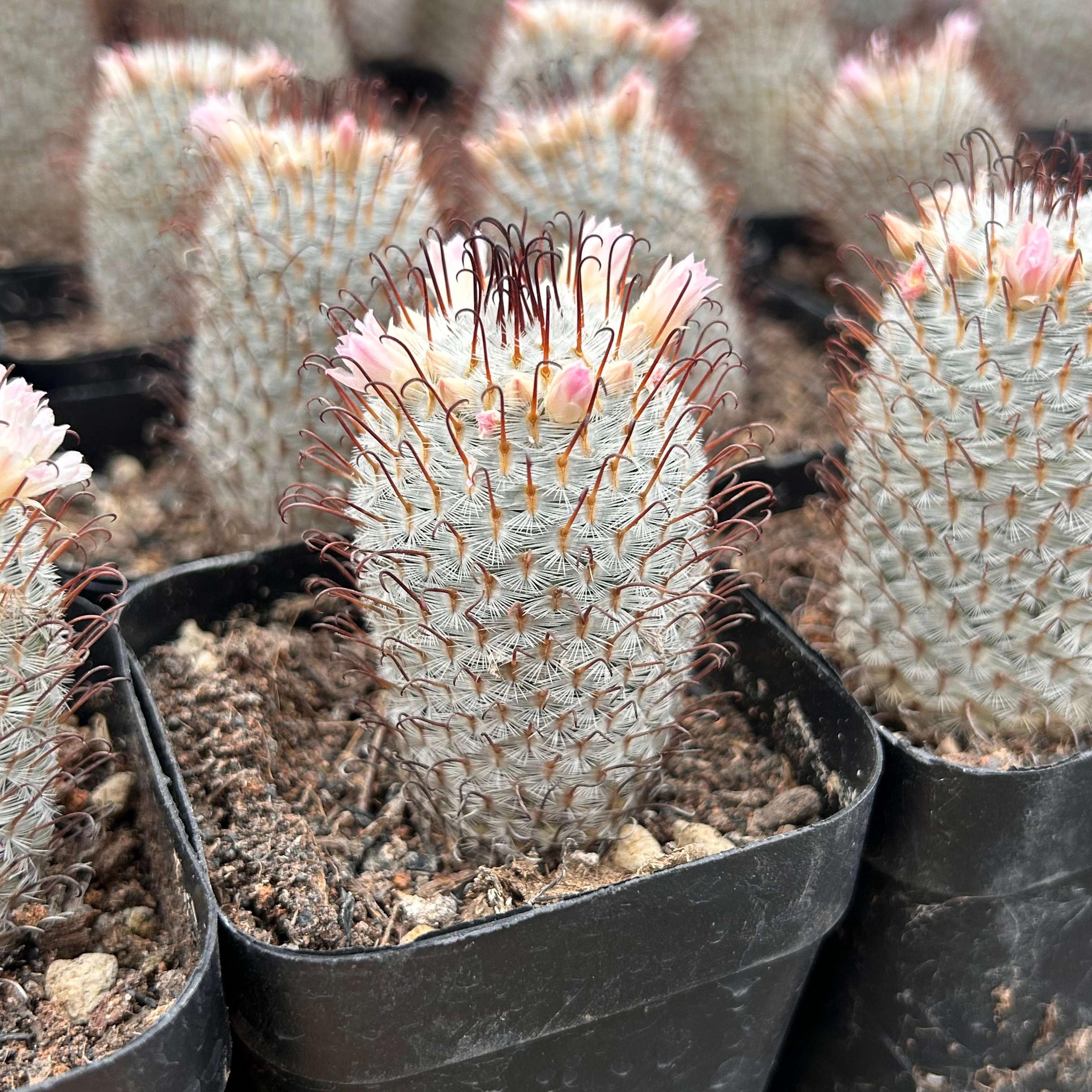 Live Cactus-Rare Cactus-Mammillaria perezdelarosae