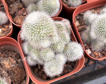 Cactus vivo-Cactus raro-Rebutia muscula