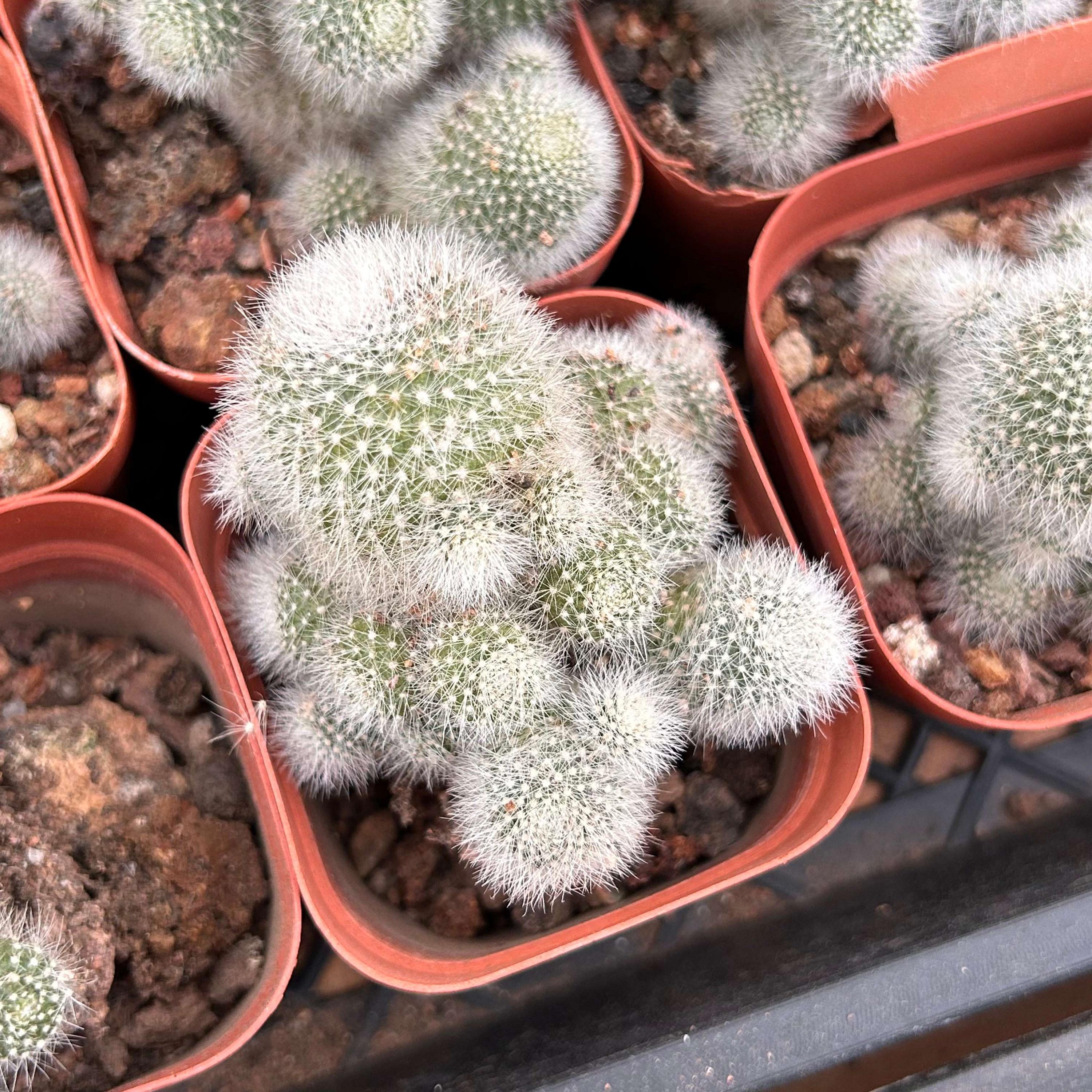 Live Cactus-rare Cactus-rebutia Muscula - Etsy