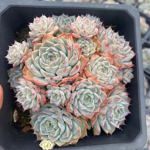 May include: A close-up of a group of Echeveria succulents in a black plastic pot. The succulents are a light green colour with reddish-brown tips.