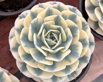 ハオルチア ネオンライト 斑入り - 生きた多肉植物 - Etsy 日本