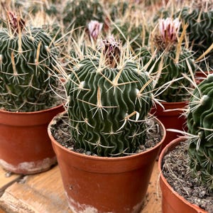 Cacto vivo-Cacto raro-Echinofossulocactus lloydii