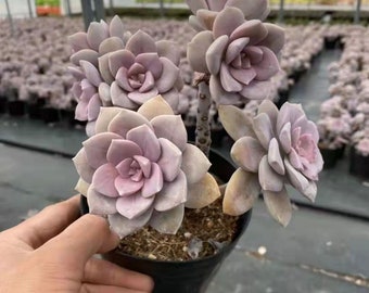 Live Succulents -Rare Succulents -Multihead Succulents -Graptopetalum superbum (Kimnach) Acev.-Rosas