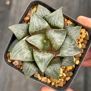 Live Succulents -Rare Succulents -Haworthia bayeri Nakajima