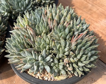 Lebende Sukkulenten -Seltene Sukkulenten - Echeveria Pulvinata Rose