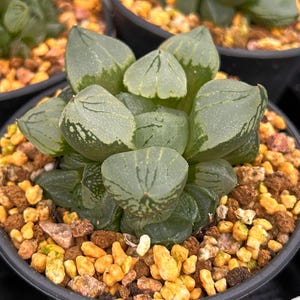 Live Succulents -Rare Succulents -Haworthia papaver rhoeas