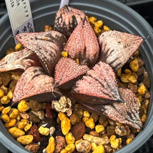 Live Succulents -Rare Succulents -Haworthia Imperial Concubine
