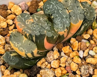 生きた多肉植物 - 珍しい多肉植物 - ハオルチア・トランカタ・ホクサ・ストリアータ