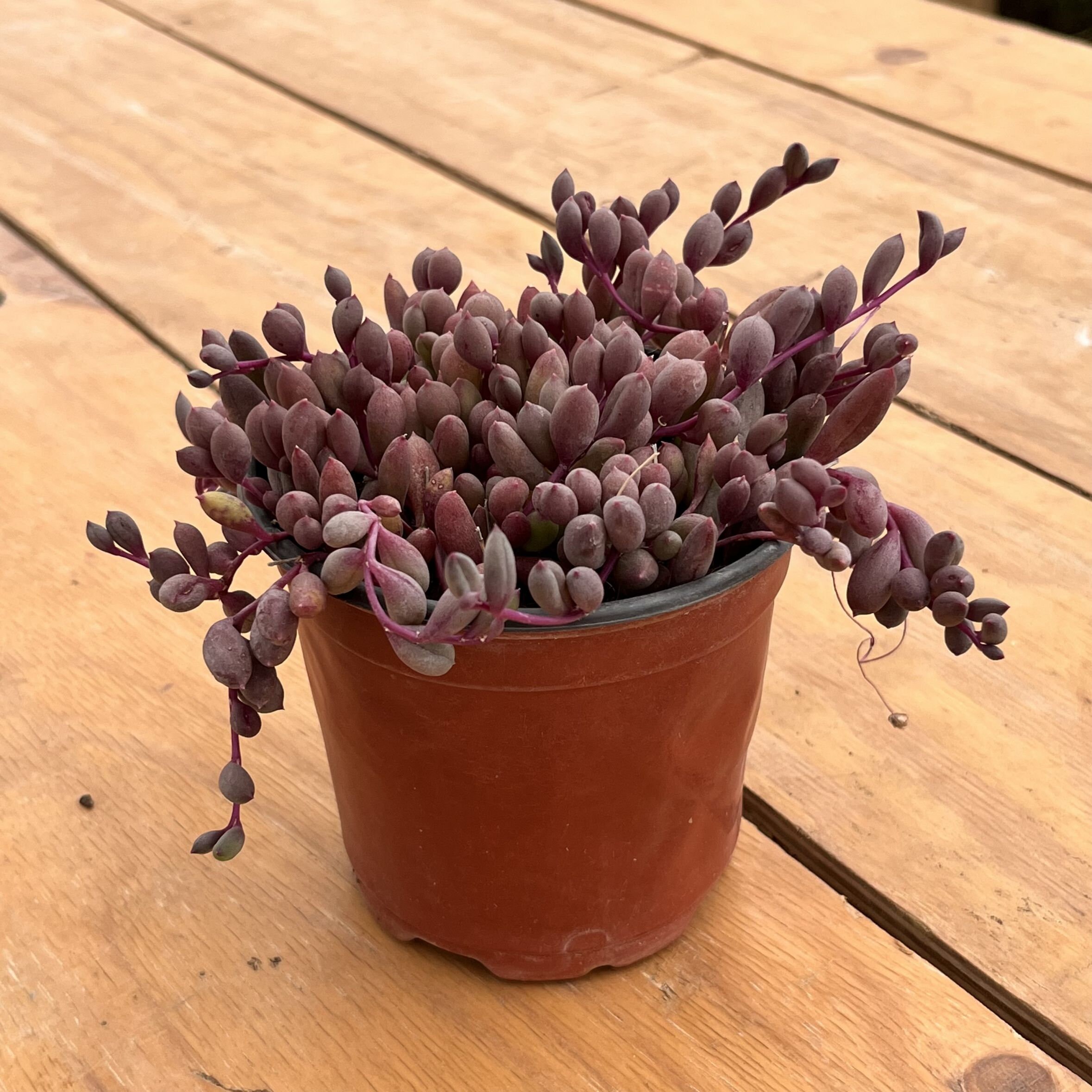 生きた多肉植物 - 珍しい多肉植物 - オトナ カペンシス - Etsy 日本