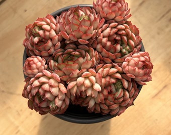 Lebende Sukkulenten -Seltene Sukkulenten - Echeveria 'Dream Rose'