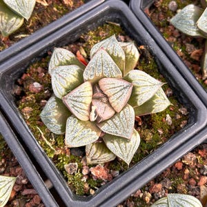 Live Succulents -Rare Succulents -Haworthia magnifica Aries splendens