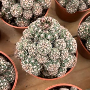 Live Cactus-Rare Cactus-Opuntia cochenillifera