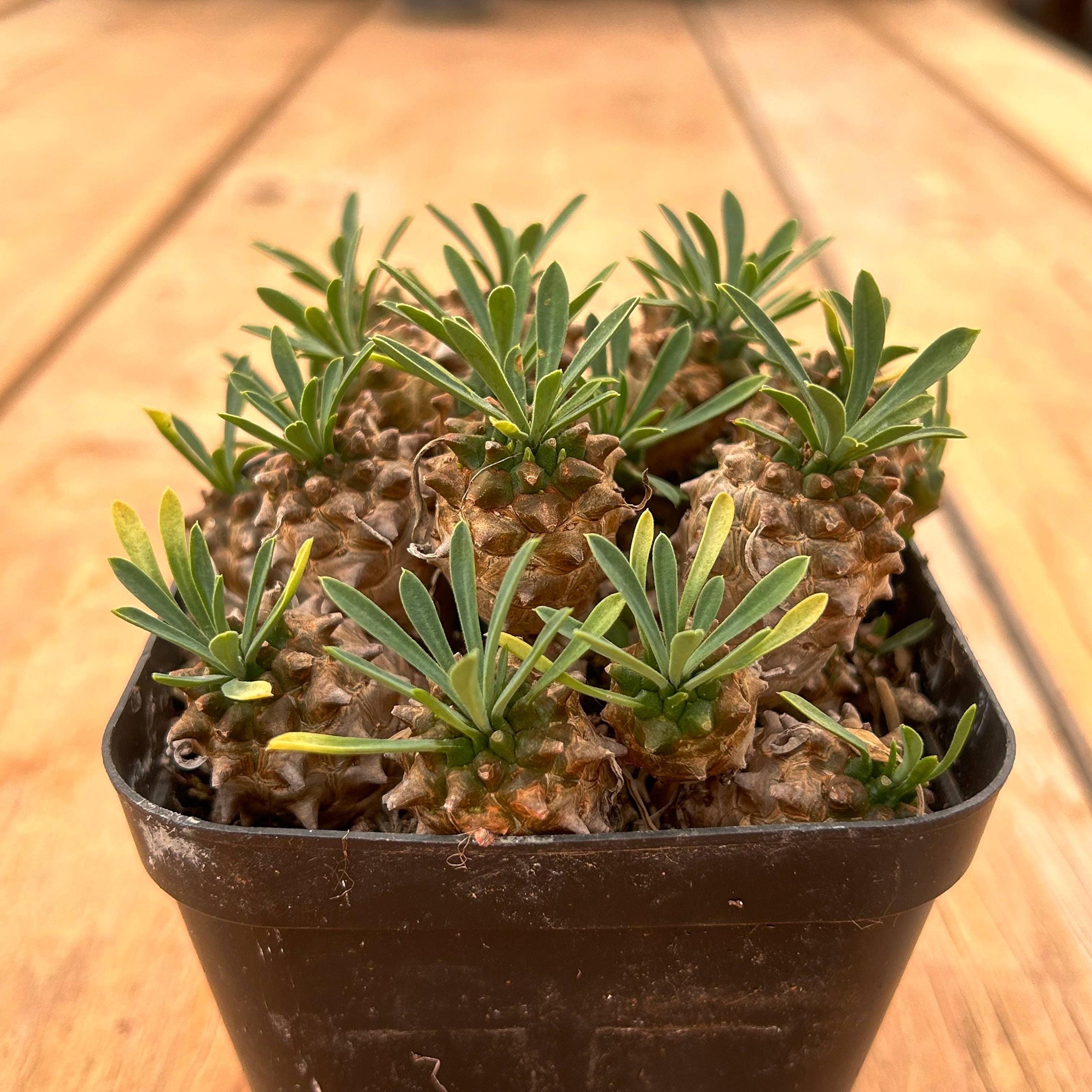 Live Succulents -Rare Succulents -Euphorbia inermis Mill