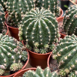 Cacto Vivo-Raro Cacto-Echinopsis Lobivia