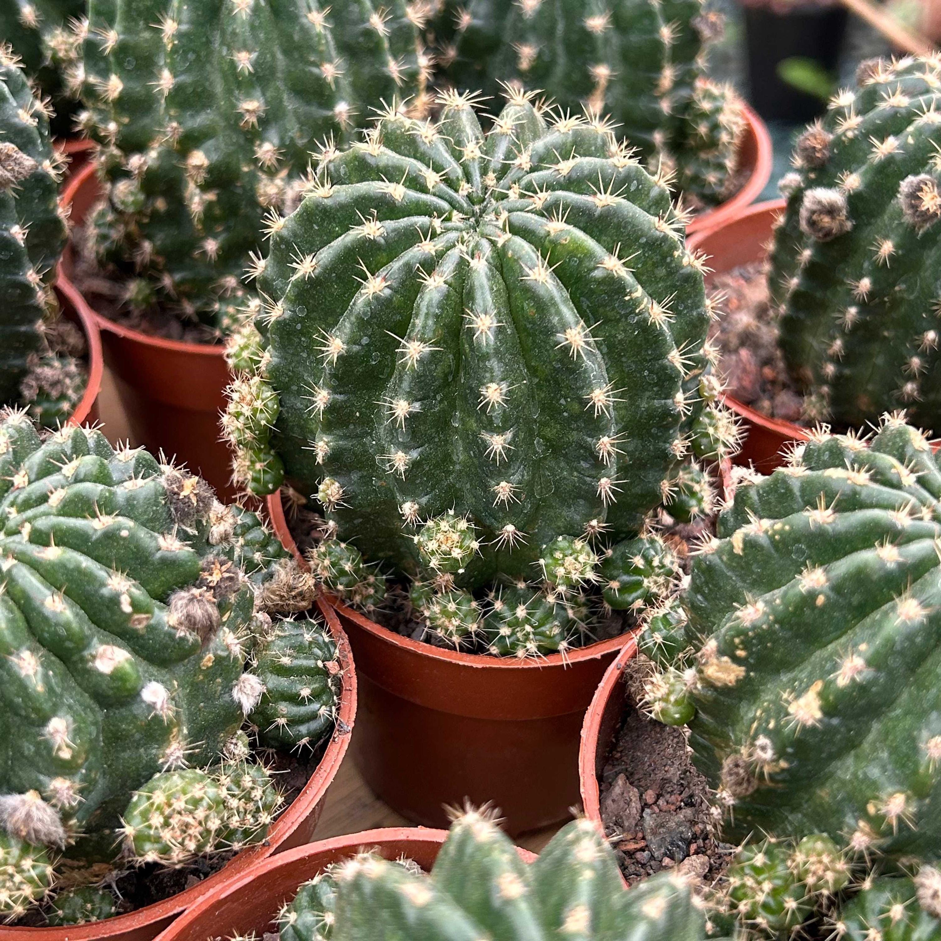 cereus kaktus Cereus peruvianus spiralis twist