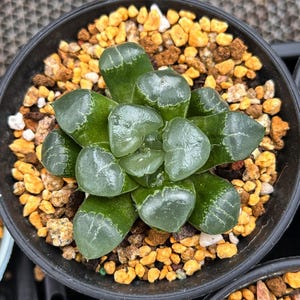 Live Succulents -Rare Succulents -Haworthia jicui