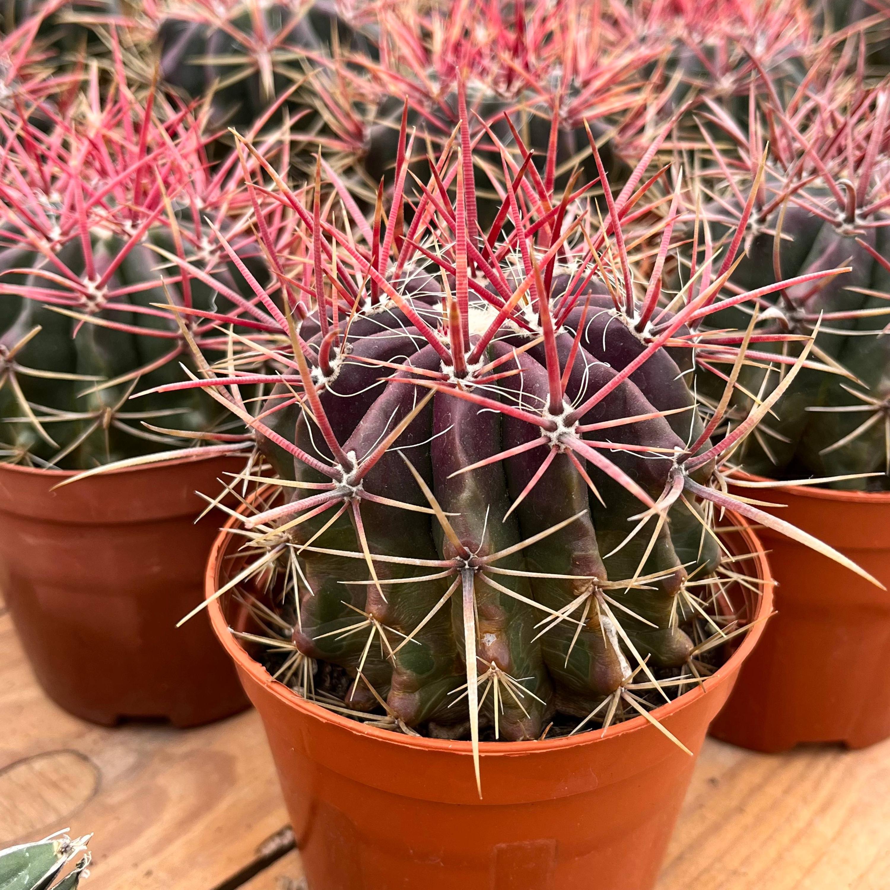Live Cactus-Rare Cactus-Cactus Red Wind